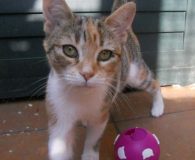 Delia Name: Delia Rasse: Langhaarmix Alter: ca. 5 Monate Ort: Spanien Geschlecht:...