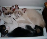 Name:  Checky, Charly und Cherry Rasse:  Europäisch Kurzhaar Alter:  geb. 10.03.2011...