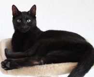 Name:  Nesca Rasse:  Europäisch Kurzhaar Alter:  ca. 1,5 Jahre Ort: Hannover...