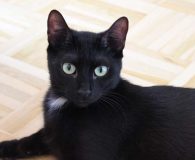 Name:  Eco Rasse:  Europäisch Kurzhaar Alter:  ca. 1,5 Jahre Ort:  Hannover...