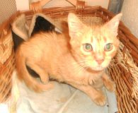 Name:  Jotas Rasse:  Europäisch Kurzhaar Alter:  ca. 9-10 Jahre Ort:  Spanien...