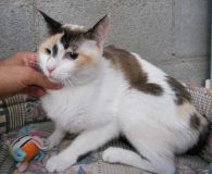 Name:  Linda und Perla Rasse:  Europäisch Kurzhaar Alter:  ca. 2 Jahre...