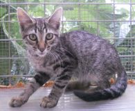 Name:  Marcelino Rasse:  Europäisch Kurzhaar Alter:  ca. 5 Monate Ort:  Spanien...
