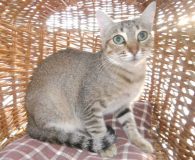 Name:  Maria Rasse:  Europäisch Kurzhaar Alter:  ca. 2 Jahre Ort:  Spanien...
