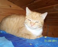 Mikki Name: Mikki Rasse: Europäisch Kurzhaar Alter: ca. 1,5 Jahre Ort: Niederrhein...