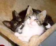 Aishe Name: Aishe Rasse: Europäisch Kurzhaar Alter: 5 Monate Ort: Niederrhein Geschlecht:...
