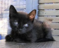 Name:  Mogli Rasse:  Europäisch Kurzhaar Alter:  ca. 5 Monate Ort:  Spanien...