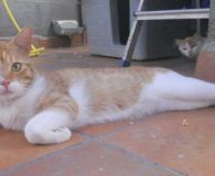 Name:  Mossec Rasse:  Europäisch Kurzhaar Alter:  ca. 3 Jahre Ort:  NRW...