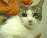 Nala Name: Nala Rasse: Europäisch Kurzhaar Alter: ca. 1,5 Jahre Ort: Spanien...