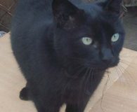 Naoko Name: Naoko Rasse: Europäisch Kurzhaar Alter: ca. 4 Jahre Ort: Spanien...