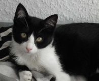&nbsp; Name:  Noelia Rasse:  Europäisch Kurzhaar Alter:  ca. 7 Monate Ort:...
