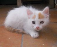 Noni Name: Noni Rasse: Perser/Europäisch Kurzhaar Mix Alter: ca. 4 Monate Ort:...