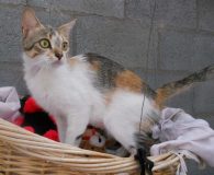 Olivia Name: Olivia Rasse: Europäisch Kurzhaar Alter: ca. 1 Jahr Ort: Spanien...