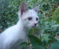 Name:  Otto Rasse:  Europäisch Kurzhaar Alter:  ca. 5 Monate Ort:  Spanien...
