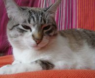 Name:  Perla Rasse:  Europäisch Kurzhaar/Siam Alter:  ca. 1,5 Jahr Ort:  Spanien...