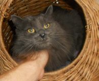 Name:  Pooky Rasse:  Perser-Mix Alter:  6 Jahre Ort:  Spanien Geschlecht:  männlich...