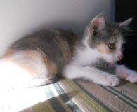 Rade Name: Rade Rasse: Langhaarmix Alter: ca. 5 Monate Ort: Spanien Geschlecht:...