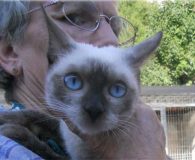Ramira Name: Ramira Rasse: Siam Alter: ca. 1 Jahr Ort: Spanien Geschlecht:...