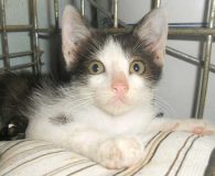 Name:  Roberto Rasse:  Europäisch Kurzhaar/Siam Alter:  ca. 3 Monate Ort:  Spanien...