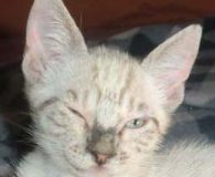 Rocco Name: Rocco Rasse: Siam-Mix Alter: ca. 4 Monate Ort: Spanien Geschlecht:...