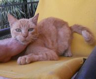 Rosalita Name: Rosalita Rasse: Europäisch Kurzhaar Alter: ca. 10 Jahre Ort: Spanien...