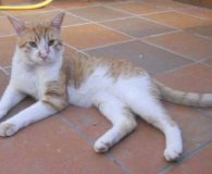 Name:  Roset Rasse:  Europäisch Kurzhaar Alter:  ca. 3 Jahre Ort:  NRW...