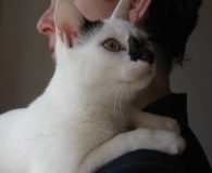 Rusa Name: Rusa Rasse: Europäisch Kurzhaar Alter: ca. 1,5 Jahre Ort: Detmold...