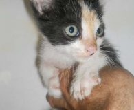Rut Name: Rut Rasse: Europäisch Kurzhaar/Siam Alter: ca. 3 Monate Ort: Spanien...