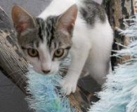 Sammy Name: Sammy Rasse: Europäisch Kurzhaar Alter: ca. 5 Monate Ort: Spanien...