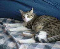 Nikito Name: Nikito Rasse: Europäisch Kurzhaar Alter: ca. 2 Jahre Ort: Spanien...