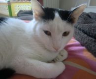 Xina Name: Xina Rasse: Europäisch Kurzhaar Alter: 1,5 Jahre Ort: Spanien Geschlecht:...