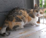 Tina Name: Tina Rasse: Europäisch Kurzhaar Alter: ca. 1,5 Jahre Ort: Spanien...