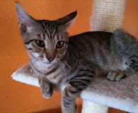 Trebol Name: Trebol Rasse: Europäisch Kurzhaar Alter: ca. 5 Monate Ort: Dortmund...