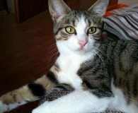 Name:  Tuli Rasse:  Europäisch Kurzhaar Alter:  ca. 7 Monate Ort:  Dortmund...