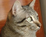 Name:  Xispie Rasse:  Europäisch Kurzhaar/ Mix Alter:  ca. 1,5 Jahr Ort:...