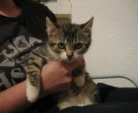 4 Katzenkinder Name: 4 Katzenkinder Rasse: Europäisch Kurzhaar Alter: ca. 2 Monate Ort:...