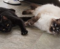 Name:  Amber und Nora Rasse:  Siam/Europäisch Kurzhaar Alter:  1,5 Jahr Ort:...