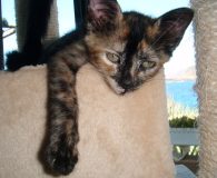 Name:  Lissy, Libby, Lonny,Lemmy, Lucky und Loky Rasse:  Europäisch Kurzhaar/Siam-Mix Alter:...