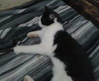 Kleiner Einstein sucht dringend Paten für eine OP! Hilfe! Der kleine 6 Monate alte Kater Einstein war ausgebüxt. Die sieben...