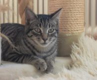 Name:  Pakito Rasse:  Europäisch/Britisch Kurzhaar-mix Alter:  ca. 3 Monate Ort:  Spanien...