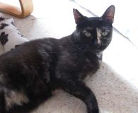 Name:  Anny Rasse:  Europäisch Kurzhaar Alter:  ca. 2 Ort:  Bremen Geschlecht:...