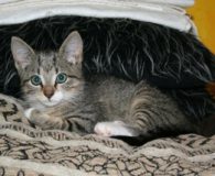 Name:  Bonita Rasse:  Europäisch Kurzhaar Alter: ca. 4-5 Monate Ort:  Gudow...