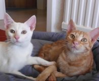 Name:  Lulu und Canela Rasse:  Europäisch Kurzhaar Alter:  6 Monate Ort:...