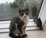 Name:  Mascha Rasse:  Europäisch Kurzhaar Alter:  ca. 4-5 Monate Ort:  Gudow...