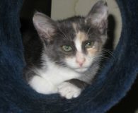 Lisa (vormals Roz) Name: Roz Rasse: Europäisch Kurzhaar Alter: ca. 6-7 Monate Ort: Bremen...