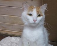 Name:  Suso Rasse:  Langhaarmix Alter:  ca. 2 Jahre Ort: Bremen Geschlecht:...