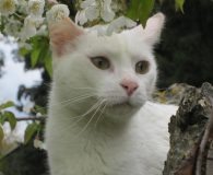 Aila Name: Aila Rasse: Europäisch Kurzhaar Alter: ca. 1 Jahr Ort: Spanien...