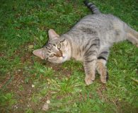 Bella Name: Bella Rasse: Europäisch Kurzhaar Alter: ca. 7 Monate Ort: Spanien...