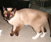 Name:  Gina Rasse:  Siam-Mix Alter:  ca. 1 Jahr Ort:  Teneriffa Geschlecht:...