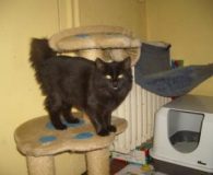 Harper- Seven Name: Harper-Seven Rasse: Norweger-Mix Alter: ca. 6 Monate Ort: Niederrhein Geschlecht:...